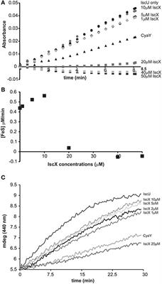 The Molecular Bases of the Dual Regulation of Bacterial Iron Sulfur Cluster Biogenesis by CyaY and IscX